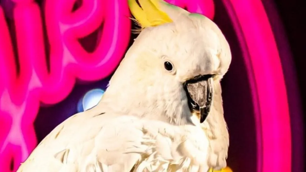 Twist after Georgie the cockatoo faced eviction from iconic Sydney pub