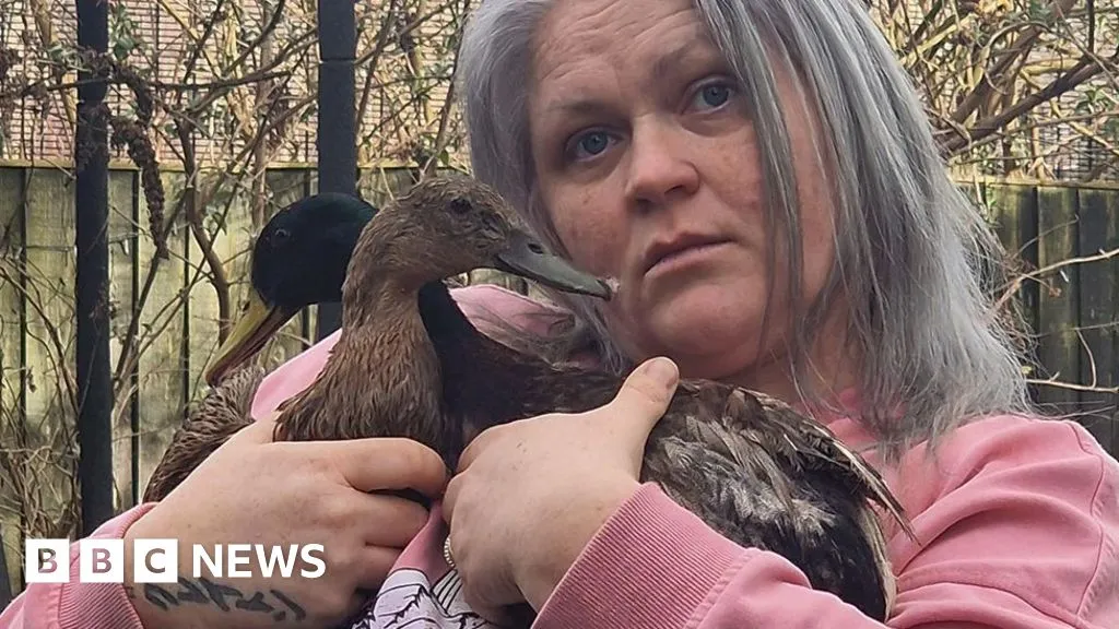 Concern over PFAS duck eggs near Thornton-Cleveleys chemical site