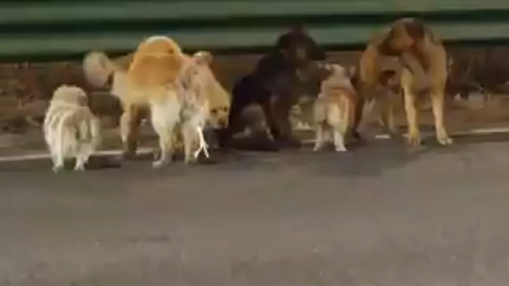 Viral tale of dogs led back to their village by 'Big Fatty' the Corgi