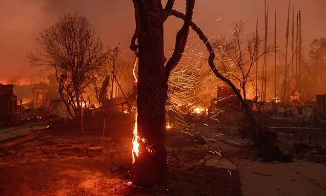 Los Angeles tree advocates wait and hope that fire damage won't be...