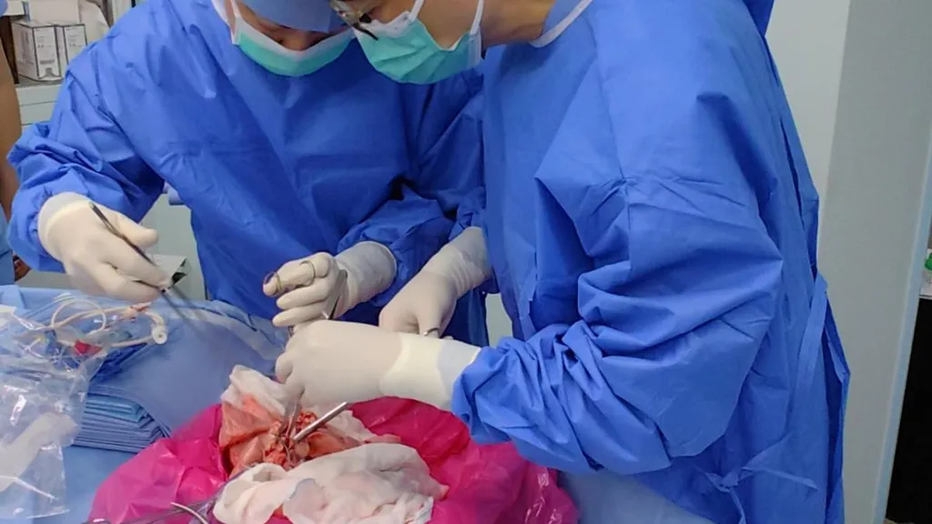 Scientists transplant a PIG lung into a human in world-first operation