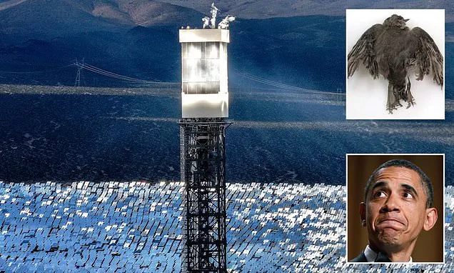 Regulators allowed Obama-backed solar power plant 'to kill birds'