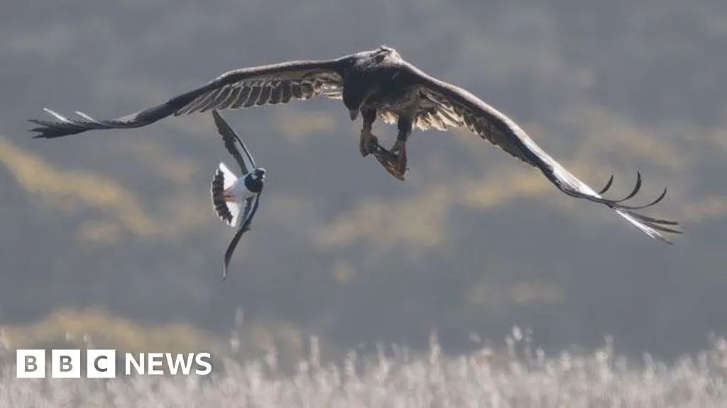 UK's largest bird of prey makes 'unforgettable' visit to Norfolk