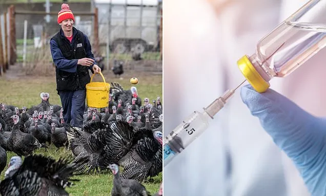 Turkeys in UK to be vaccinated amid fears of Christmas bird flu surge