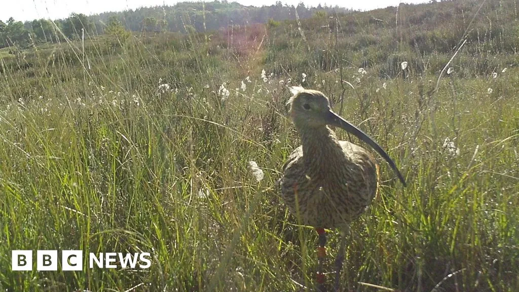 Birdwatchers spot UK's oldest ringed curlew in Fordingbridge