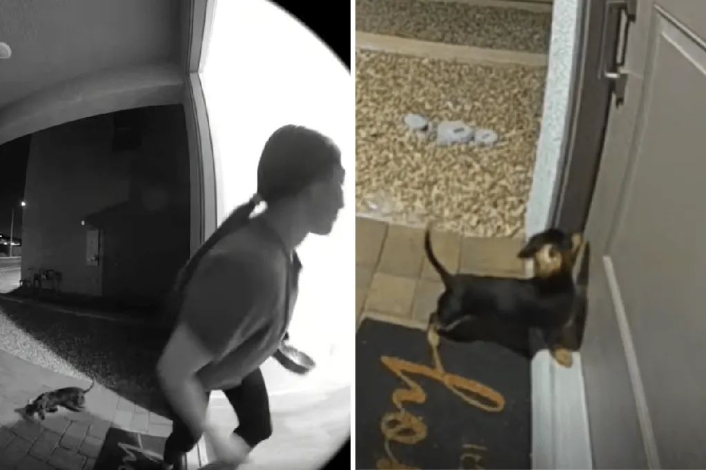 Woman collects parcel from door, hearts break at what happens to dachshund