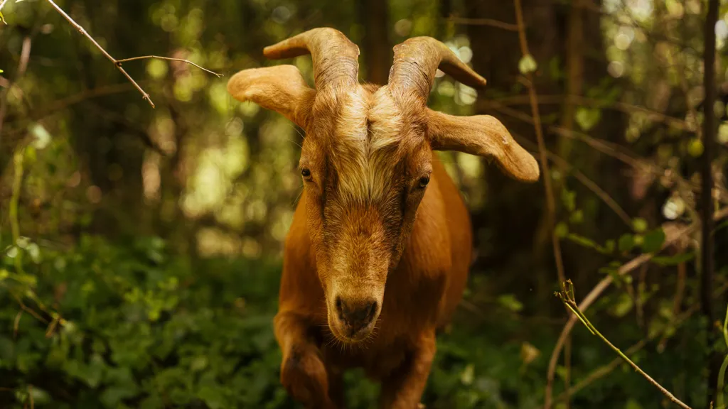 Forget 'Love Island.' Tennessee Has an Isle of Goats.