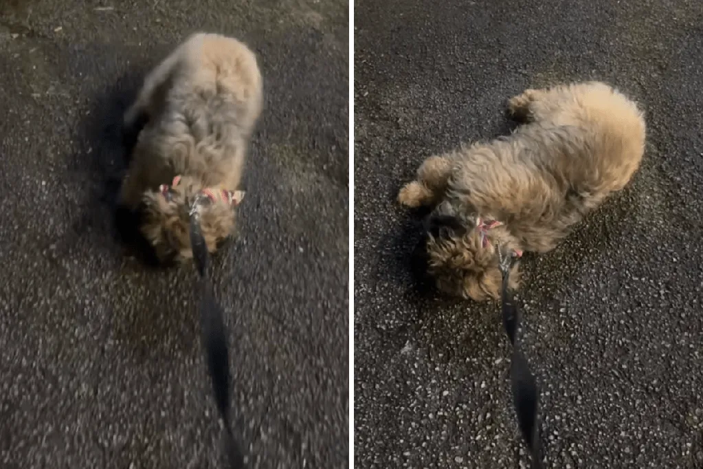Woman walks dog late at night, hysterics over what follows: 'protest flop'