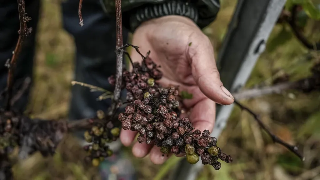 How climate change is putting pressure on the French wine industry