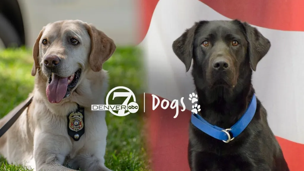 Denver7 Dogs: Fire investigator K9 retires as department welcomes new recruit named Waffle