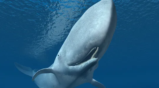 Unprecedented Breakthrough: AI Decodes Sperm Whale Communication