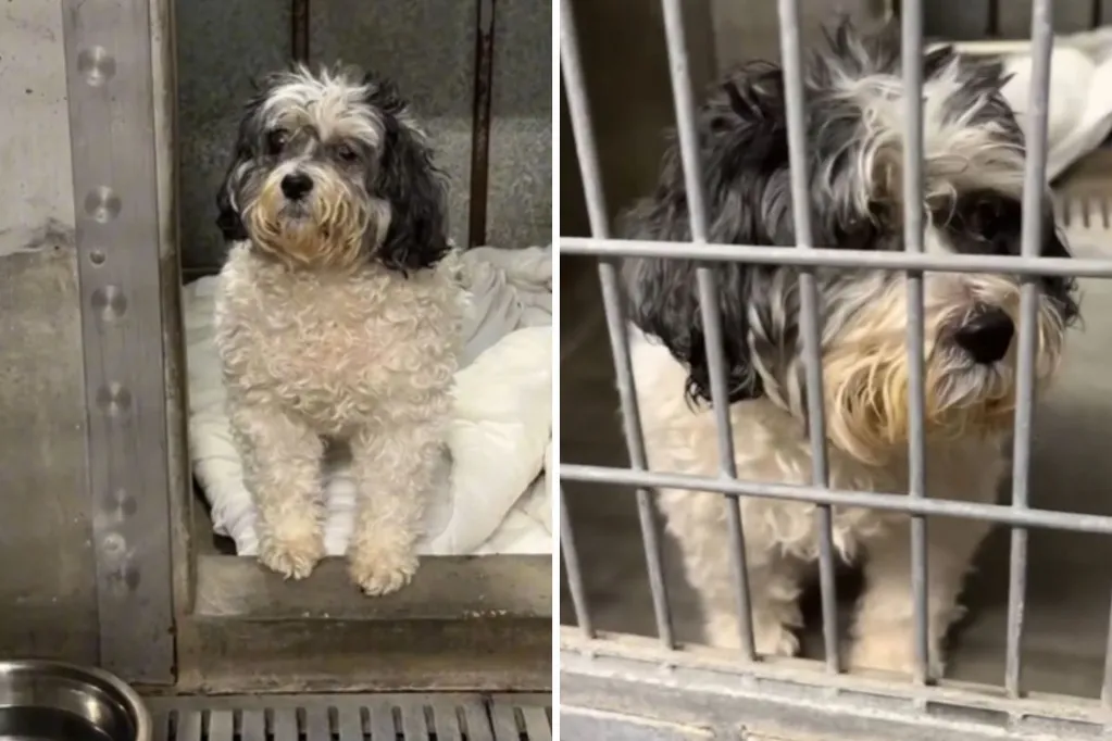 Blind 13-year-old dog 