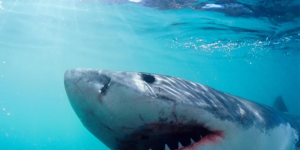 Beaches with most shark attacks as Americans pay tribute to 'Jaws' and activist weighs in