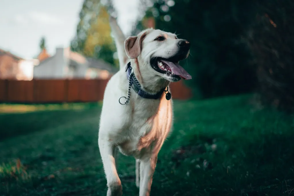 Labrador mix not allowed off leash, hysterics over her acting skills