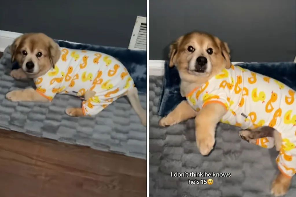 Owners shows off her 