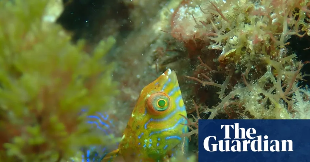 That's a wrasse! Rare fish spotted for first time since 2009 in kelp forest in Western Australia