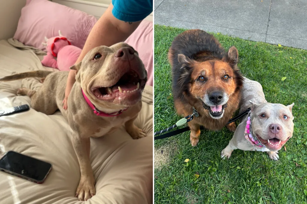 Shelter dog loses her spark after 3 failed adoptions -- then it all changes