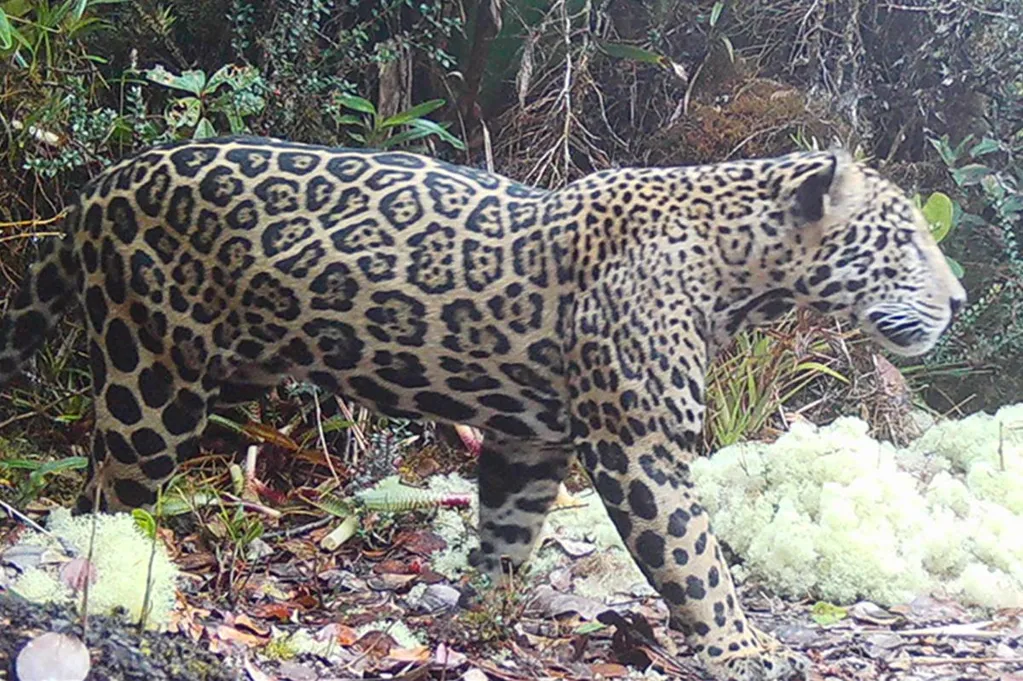 Elusive 'cloud jaguar' caught on film for first time in decade, prowling in fabled mountain range