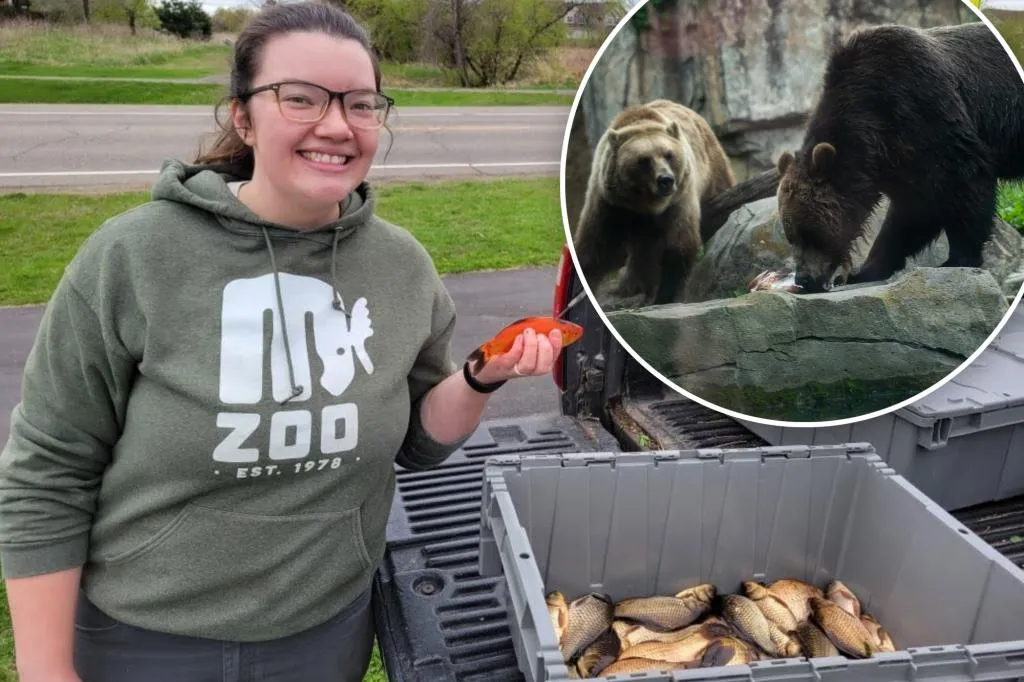 Pet goldfish are ruining lakes after heartless owners dumped them...