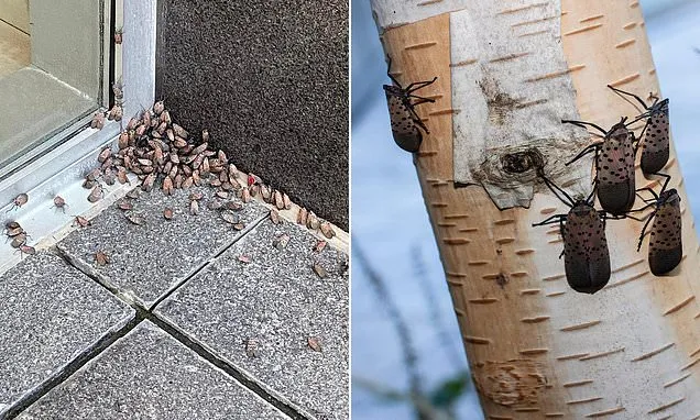 Plague of spotted lanternflies from China set to invade the US