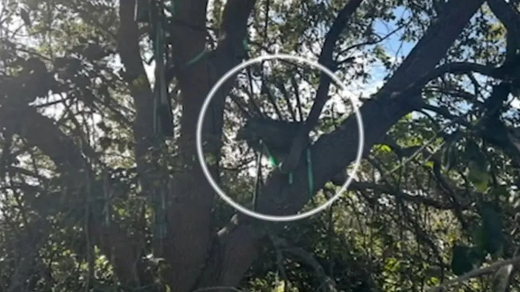 Hunting stand found near Air Force One landing zone had been there for some time, source says