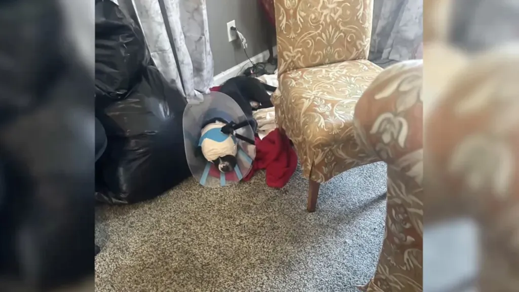 College Hill couple demands accountability after police shoot dog during 911 call