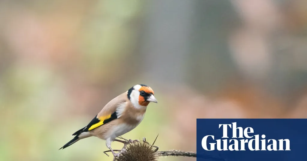 Light pollution causes urban birds to stay awake longer each day, study finds