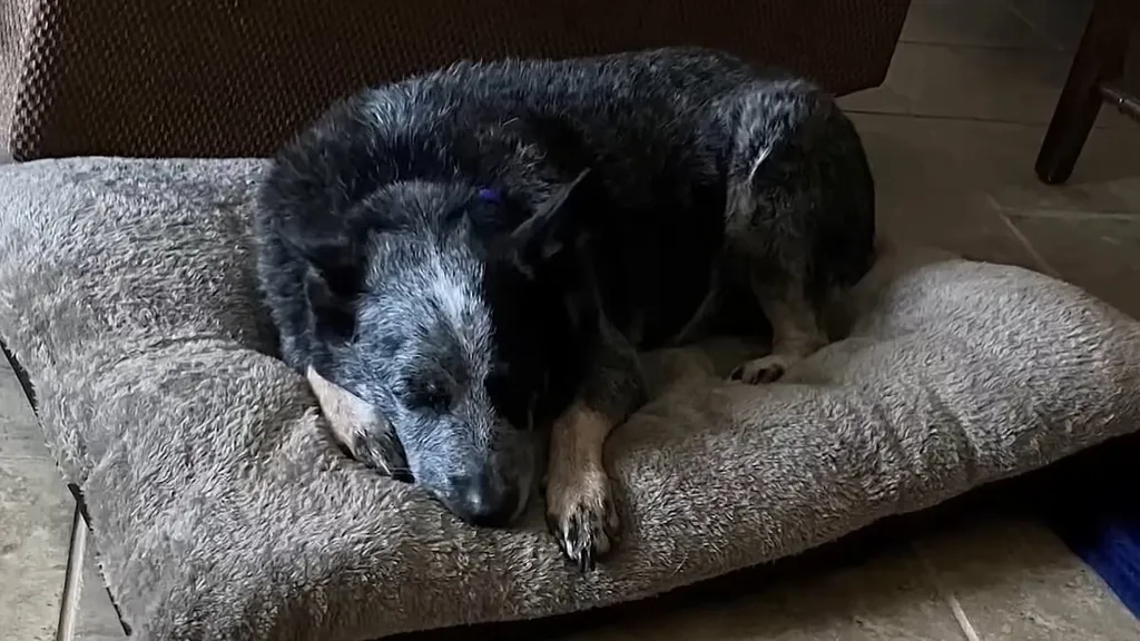 Miraculous way dog survived Texas floods as he's reunited with family