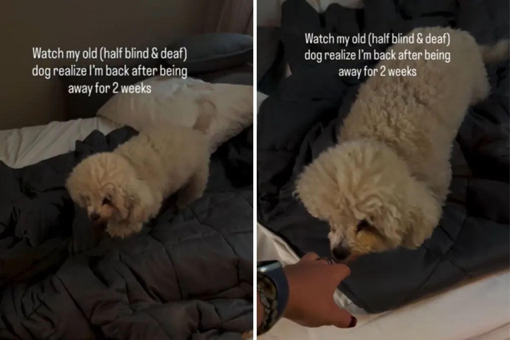 Touching moment partially blind/deaf dog knows owner is home after 2 weeks