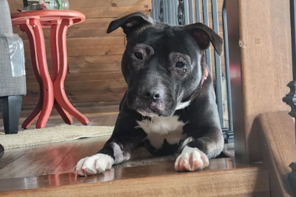 Tears as most-feral pup shelter ever saw learns 