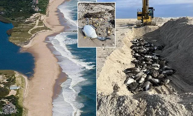 Hamptons locals' fury as bird flu geese buried in MASS GRAVE on beach