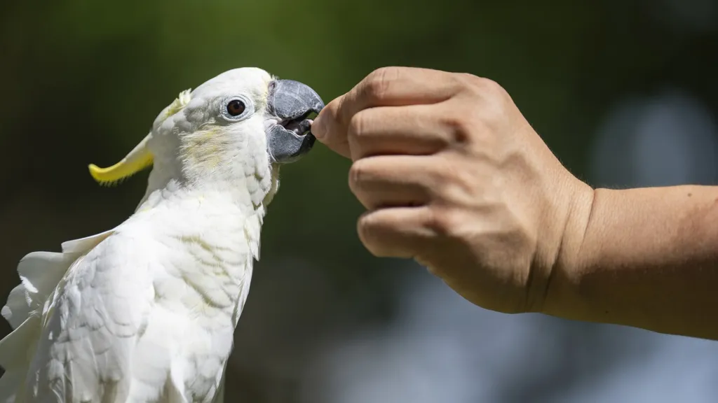 Nest boxes help endangered cockatoos find homes in urban Hong Kong