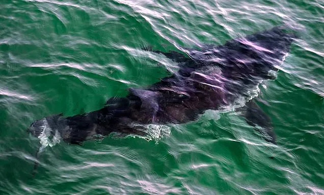 Governments endorse greater protections for sharks amid concerns...