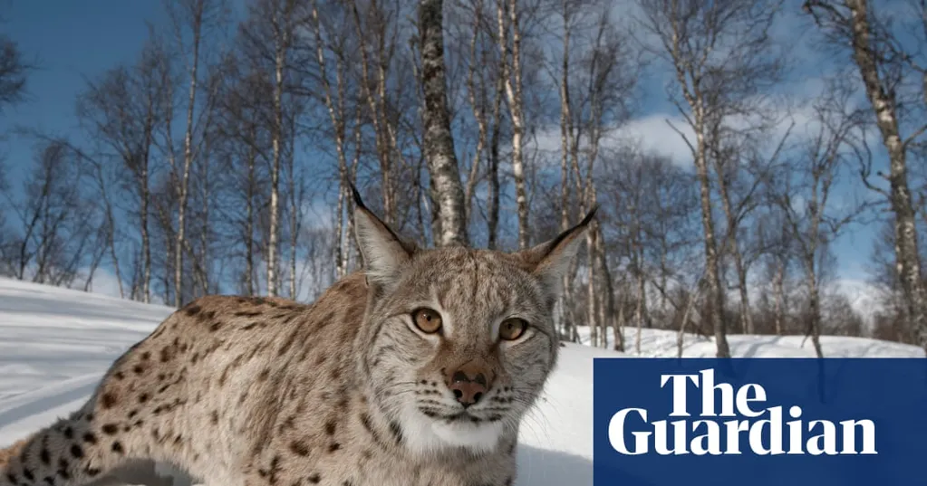 Lynx could return to Scotland's forests - but can rewilders win over wary Highlanders?