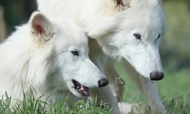 Dire wolves brought back from extinction are ready to BREED, firm says