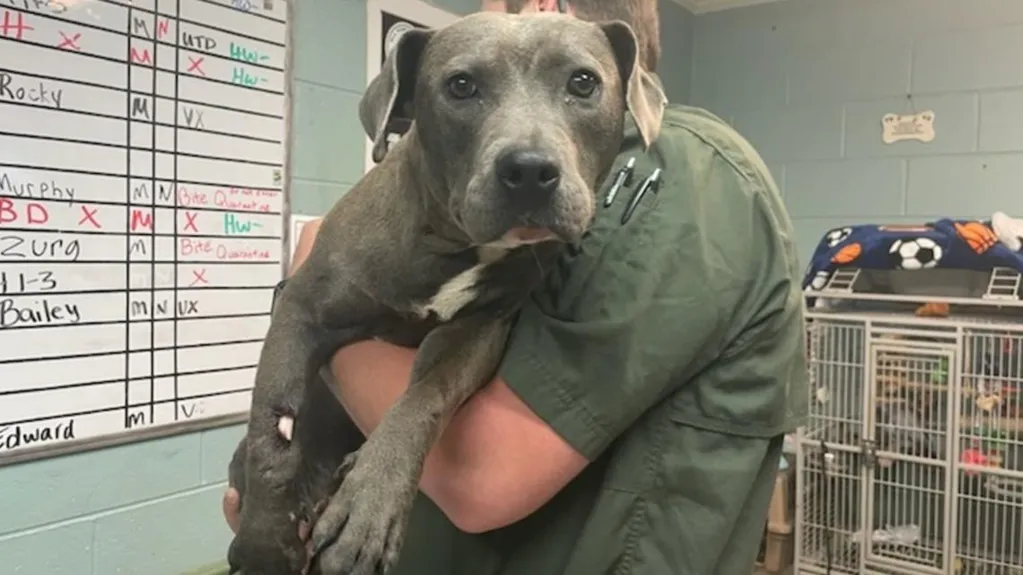 Georgia families forced to euthanize pets over cost of veterinary care