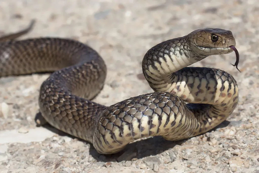 11-Year-Old Boy Died of Snakebite After His Dad Sent Him to Bed to 'Sleep it Off' Thinking He'd Been Drinking Alcohol
