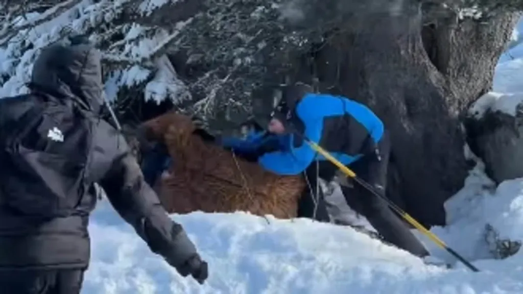 Skier dressed as Chewbacca is beaten in mass brawl at French resort