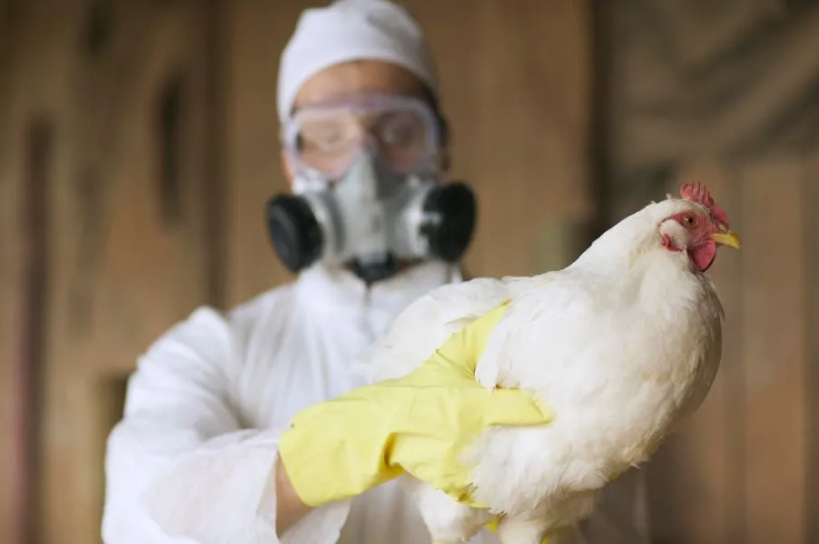 Bird Flu Is Back. Here's What You Need To Know.