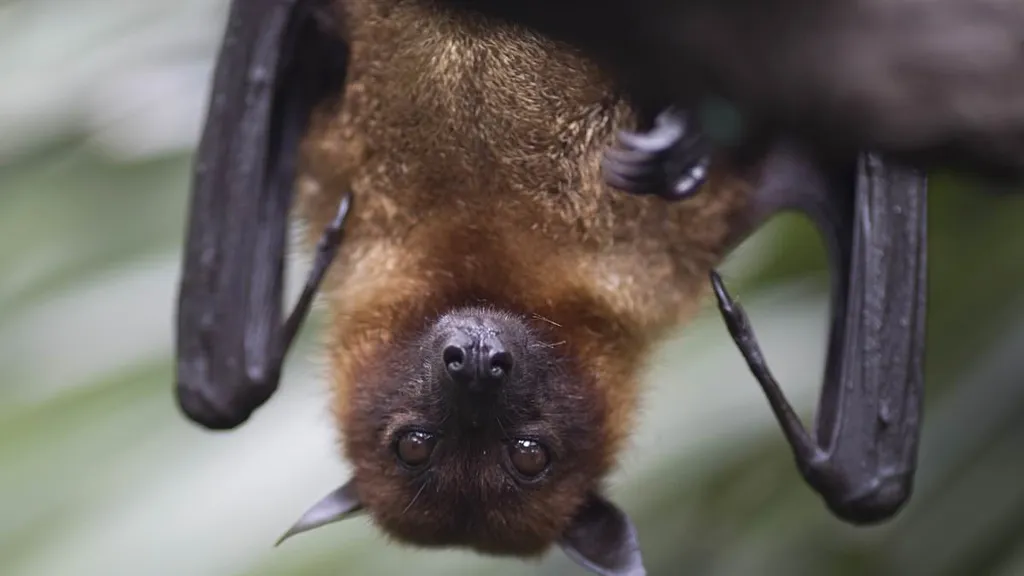 Stuff of nightmares -child dies of rabies after bat broke into bedroom