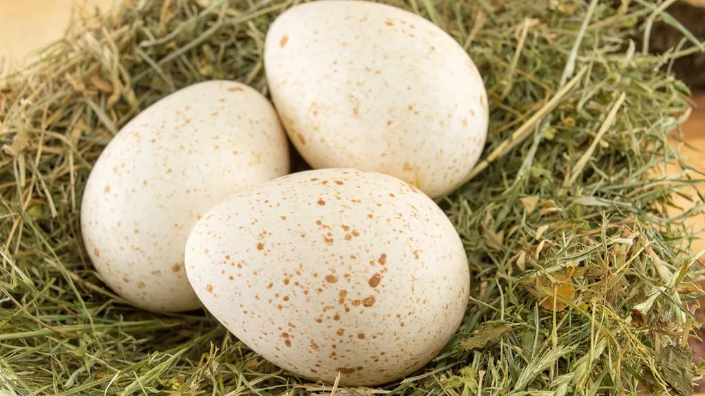 People are just realizing why we don't eat turkey eggs