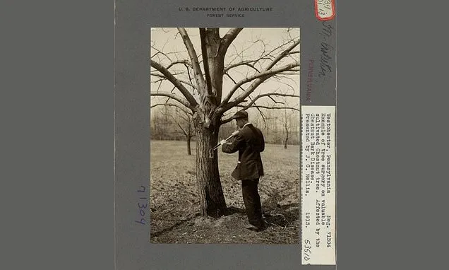 A lost icon: The American chestnut and its central place in the...