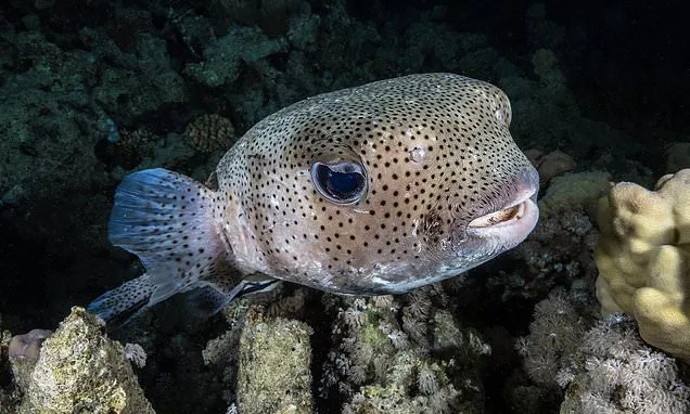 There is  life 1,000m under the sea  ...and some of  our rubbish too