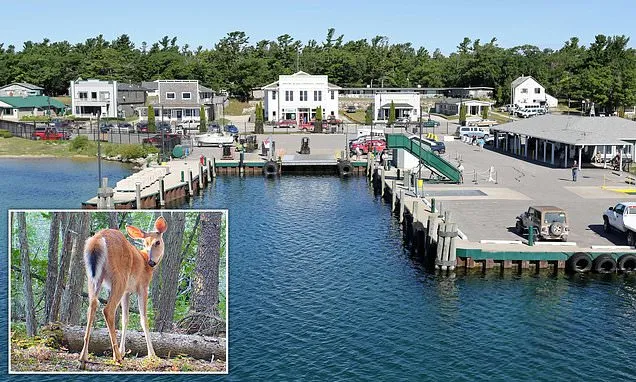 Remote Michigan island overrun with deer face devastating consequences