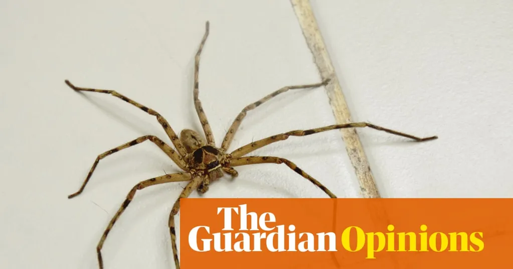 There's an itsy-bitsy fear I want to overcome. I will never be a fan, but can I at least be Normal about spiders? | Rebecca Shaw
