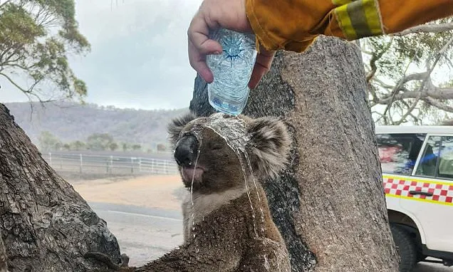 Heartbreaking photo emerges as bushfires burn in Victoria
