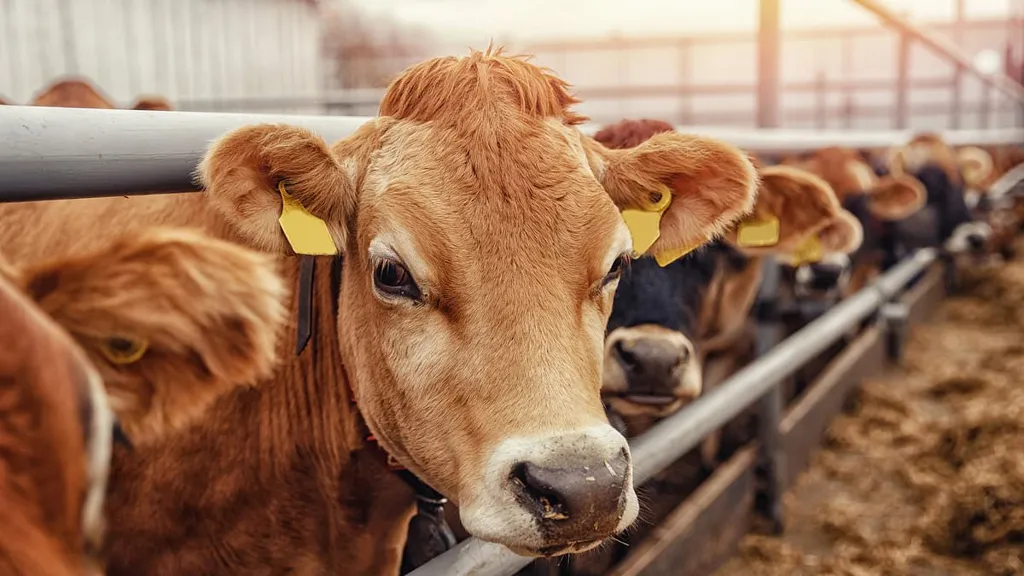 Warning as cattle-borne superbug is spreading to humans