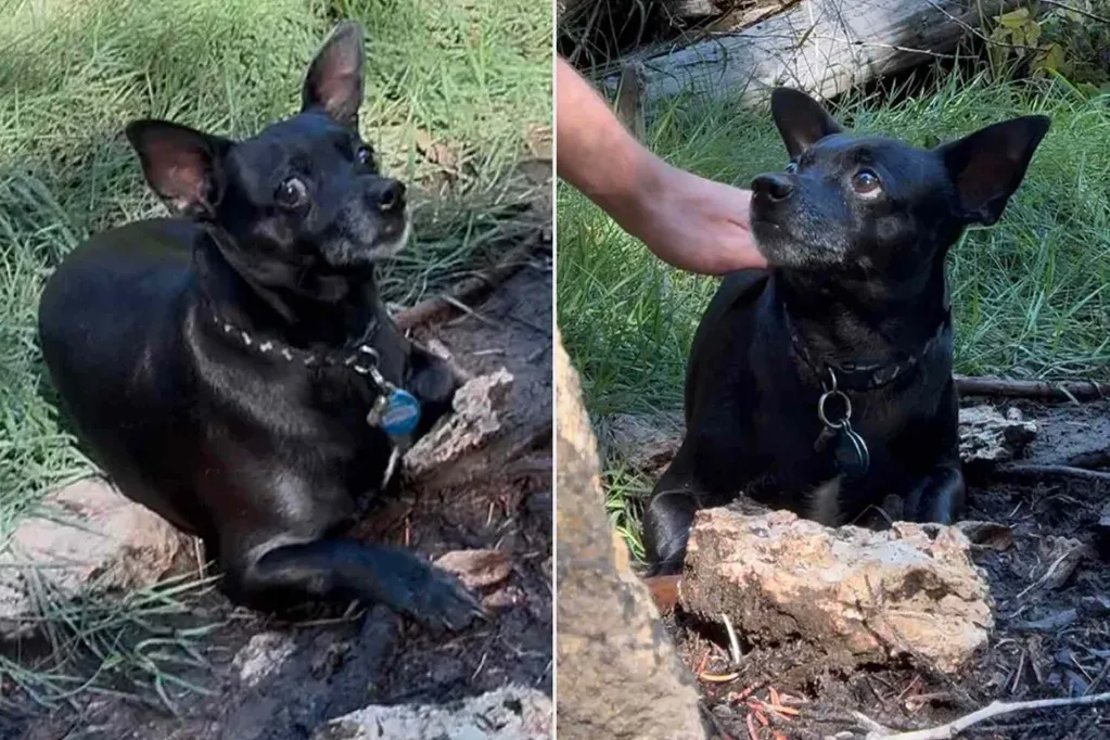 Man Uses Makeshift Leash to Save Terrified Dog He Finds Lost in the Woods (Exclusive)