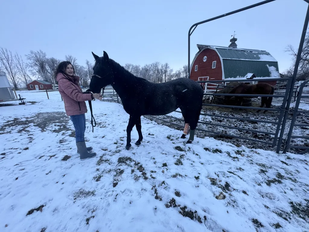 Horse and cattle owners see shortage of veterinarians willing to take the reins of large animal care