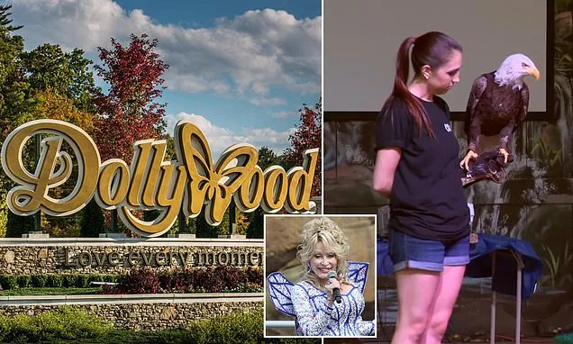 Three bald eagles go missing from Dollywood after damage from storm